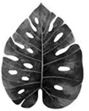 Logo de la Maison Estera